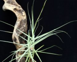 Tillandsia caerulea/ティランジア・セルレア Tillandsia caerulea/ティランジア・セルレア