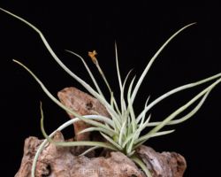 Tillandsia caliginosa/ティランジア・カリギノーサ Tillandsia caliginosa/ティランジア・カリギノーサ