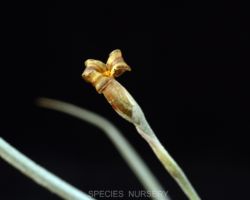 Tillandsia caliginosa/ティランジア・カリギノーサ Tillandsia caliginosa/ティランジア・カリギノーサ