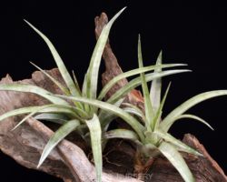 Tillandsia capitata `Yellow'/ティランジア・カピタータ・イエロー Tillandsia capitata `Yellow'/ティランジア・カピタータ・イエロー