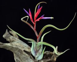 Tillandsia caput-medusae/ティランジア・カプトゥメドゥーサエ Tillandsia caput-medusae/ティランジア・カプトゥメドゥーサエ