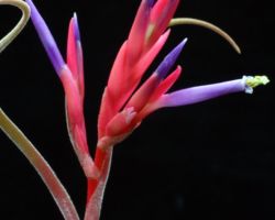 Tillandsia caput-medusae/ティランジア・カプトゥメドゥーサエ Tillandsia caput-medusae/ティランジア・カプトゥメドゥーサエ