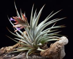 Tillandsia comarapaensis/ティランジア・コマラパエンシス Tillandsia comarapaensis/ティランジア・コマラパエンシス
