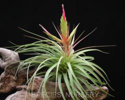 Tillandsia concolor (Large form)/ティランジア・コンコロール(ラージフォーム) Tillandsia concolor (Large form)/ティランジア・コンコロール(ラージフォーム)