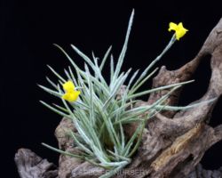 Tillandsia crocata/ティランジア・クロカータ Tillandsia crocata/ティランジア・クロカータ
