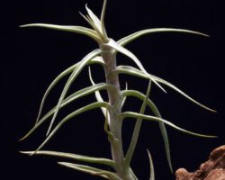 Tillandsia diaguitensis/ティランジア・ディアギテンシス Tillandsia diaguitensis/ティランジア・ディアギテンシス