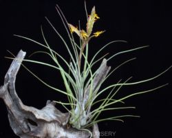 Tillandsia disticha/ティランジア・ディスティカ Tillandsia disticha/ティランジア・ディスティカ