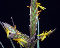 Tillandsia disticha/ティランジア・ディスティカ Tillandsia disticha/ティランジア・ディスティカ
