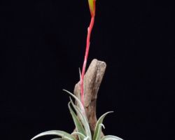 Tillandsia fresnilloensis/ティランジア・フレスニロエンシス Tillandsia fresnilloensis/ティランジア・フレスニロエンシス