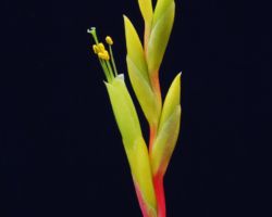 Tillandsia fresnilloensis/ティランジア・フレスニロエンシス Tillandsia fresnilloensis/ティランジア・フレスニロエンシス