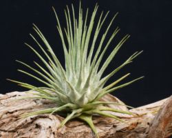 Tillandsia fuchsii var.fuchsii/ティランジア・フクシー