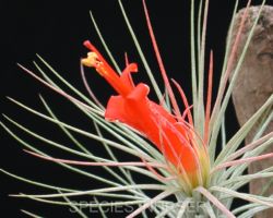 Tillandsia funckiana/ティランジア・フンキアナ Tillandsia funckiana/ティランジア・フンキアナ