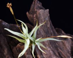 Tillandsia funebris/ティランジア・フネブリス Tillandsia funebris/ティランジア・フネブリス