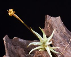 Tillandsia funebris/ティランジア・フネブリス Tillandsia funebris/ティランジア・フネブリス