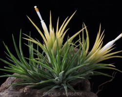 Tillandsia ionantha `Albino'/ティランジア・イオナンタ・アルビノ Tillandsia ionantha `Albino'/ティランジア・イオナンタ・アルビノ
