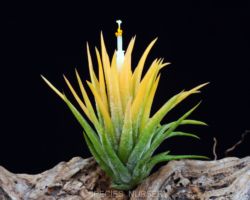 Tillandsia ionantha `Druid'/ティランジア・イオナンタ・ドゥルイド Tillandsia ionantha `Druid'/ティランジア・イオナンタ・ドゥルイド
