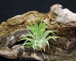 Tillandsia ionantha (Mexico)/ティランジア・イオナンタ・メキシコ Tillandsia ionantha (Mexico)/ティランジア・イオナンタ・メキシコ