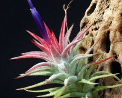Tillandsia ionantha var.vanhyningii/ティランジア・イオナンタ・ヴァンハイニンギー Tillandsia ionantha var.vanhyningii/ティランジア・イオナンタ・ヴァンハイニンギー
