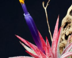 Tillandsia ionantha var.vanhyningii/ティランジア・イオナンタ・ヴァンハイニンギー Tillandsia ionantha var.vanhyningii/ティランジア・イオナンタ・ヴァンハイニンギー