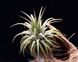 Tillandsia ionantha(Guatemala)/ティランジア・イオナンタ・グァテマラ Tillandsia ionantha(Guatemala)/ティランジア・イオナンタ・グァテマラ