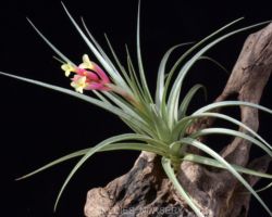 illandsia jucunda/ティランジア・ジュクンダ illandsia jucunda/ティランジア・ジュクンダ