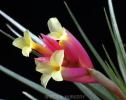 illandsia jucunda/ティランジア・ジュクンダ illandsia jucunda/ティランジア・ジュクンダ