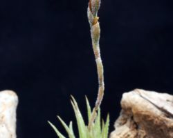 Tillandsia loliacea/ティランジア・ロリアセア Tillandsia loliacea/ティランジア・ロリアセア