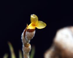 Tillandsia loliacea/ティランジア・ロリアセア Tillandsia loliacea/ティランジア・ロリアセア