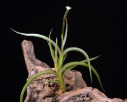 Tillandsia myosura/ティランジア・ミオスラ Tillandsia myosura/ティランジア・ミオスラ