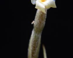 Tillandsia myosura/ティランジア・ミオスラ Tillandsia myosura/ティランジア・ミオスラ