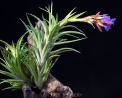 Tillandsia neglecta/ティランジア・ネグレクタ Tillandsia neglecta/ティランジア・ネグレクタ