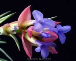 Tillandsia neglecta/ティランジア・ネグレクタ Tillandsia neglecta/ティランジア・ネグレクタ