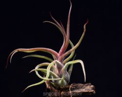 Tillandsia pruinosa/ティランジア・プルイノーサ Tillandsia pruinosa/ティランジア・プルイノーサ