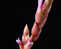 Tillandsia queroensis/ティランジア・クェロエンシス Tillandsia queroensis/ティランジア・クェロエンシス