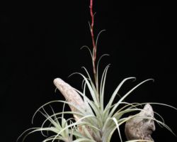 Tillandsia queroensis/ティランジア・クェロエンシス Tillandsia queroensis/ティランジア・クェロエンシス