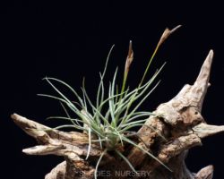 Tillandsia recurvata/ティランジア・レクルバータ Tillandsia recurvata/ティランジア・レクルバータ
