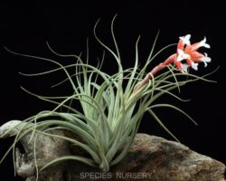 Tillandsia recurvifolia var.subsecundifolia/ティランジア・レクルビフォリア・サブセクンディフォリア Tillandsia recurvifolia var.subsecundifolia/ティランジア・レクルビフォリア・サブセクンディフォリア