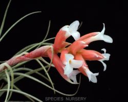 Tillandsia recurvifolia var.subsecundifolia/ティランジア・レクルビフォリア・サブセクンディフォリア Tillandsia recurvifolia var.subsecundifolia/ティランジア・レクルビフォリア・サブセクンディフォリア