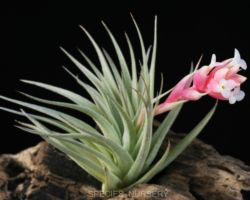 Tillandsia recurvifolia/ティランジア・レクルビフォリア Tillandsia recurvifolia/ティランジア・レクルビフォリア