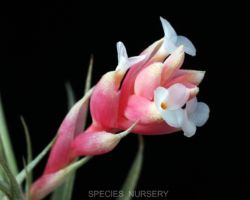 Tillandsia recurvifolia/ティランジア・レクルビフォリア Tillandsia recurvifolia/ティランジア・レクルビフォリア