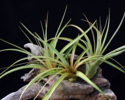 Tillandsia roland-gosselinii/ティランジア・ロランドゴッセリニー Tillandsia roland-gosselinii/ティランジア・ロランドゴッセリニー