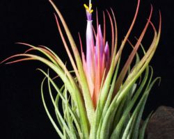 Tillandsia scaposa/ティランジア・スカポーサ Tillandsia scaposa/ティランジア・スカポーサ