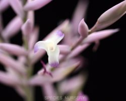 Tillandsia straminea (Large form)/ティランジア・ストラミネア(ラージフォーム) Tillandsia straminea (Large form)/ティランジア・ストラミネア(ラージフォーム)