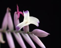 Tillandsia straminea (Large form)/ティランジア・ストラミネア(ラージフォーム) Tillandsia straminea (Large form)/ティランジア・ストラミネア(ラージフォーム)