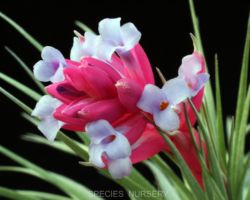 Tillandsia stricta `Gray Mist'/ティランジア・ストリクタ・グレイミスト Tillandsia stricta `Gray Mist'/ティランジア・ストリクタ・グレイミスト