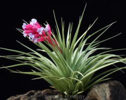 Tillandsia stricta `Gray Mist'/ティランジア・ストリクタ・グレイミスト Tillandsia stricta `Gray Mist'/ティランジア・ストリクタ・グレイミスト
