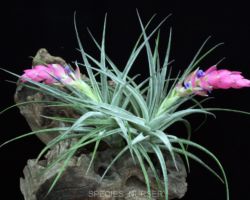 Tillandsia stricta `Silver Star'/ティランジア・ストリクタ・シルバースター Tillandsia stricta `Silver Star'/ティランジア・ストリクタ・シルバースター