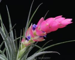 Tillandsia stricta `Silver Star'/ティランジア・ストリクタ・シルバースター Tillandsia stricta `Silver Star'/ティランジア・ストリクタ・シルバースター