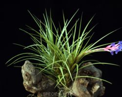 Tillandsia tenuifolia `Blue Flower'/ティランジア・テヌイフォリア・ブルーフラワー Tillandsia tenuifolia `Blue Flower'/ティランジア・テヌイフォリア・ブルーフラワー