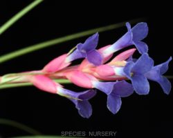 Tillandsia tenuifolia `Blue Flower'/ティランジア・テヌイフォリア・ブルーフラワー Tillandsia tenuifolia `Blue Flower'/ティランジア・テヌイフォリア・ブルーフラワー